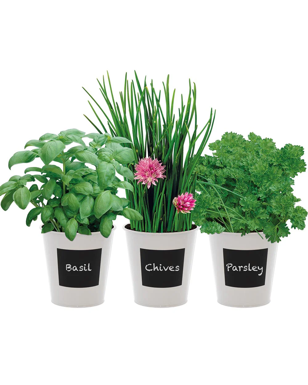 Grow Your Own Indoor Herb Kit