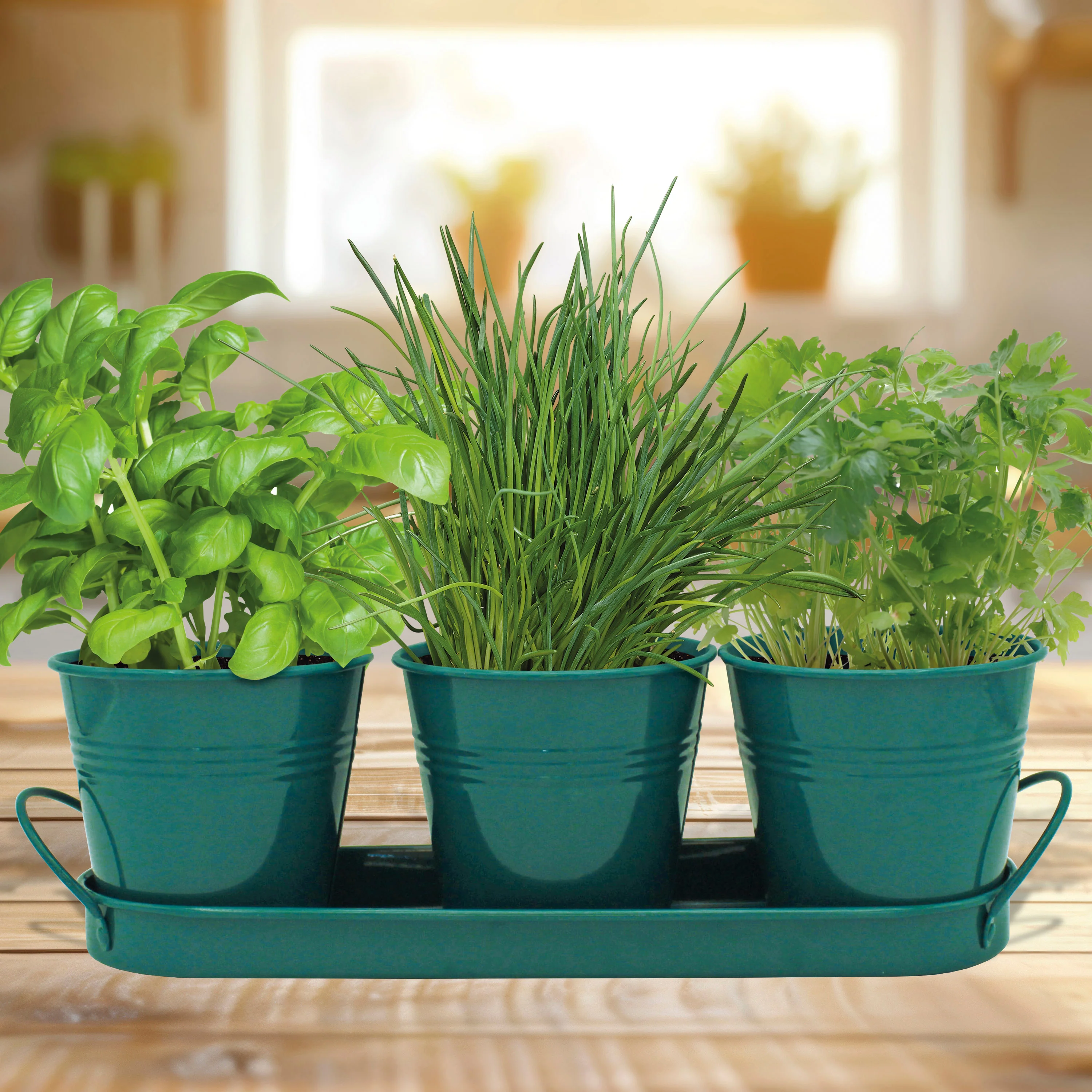 Nurture & Grow Trio of Classic Kitchen Herbs - Image 2